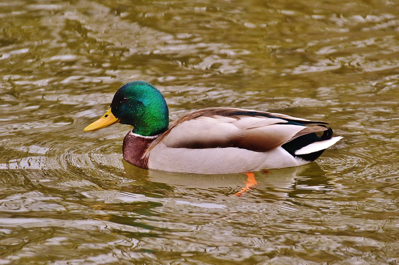 duck water bird poultry free photo