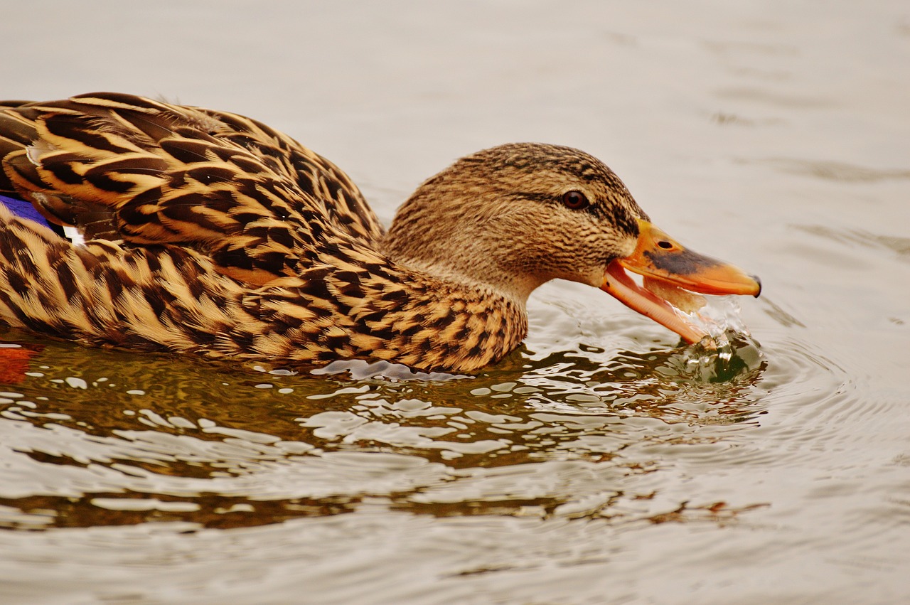 duck water bird eat free photo