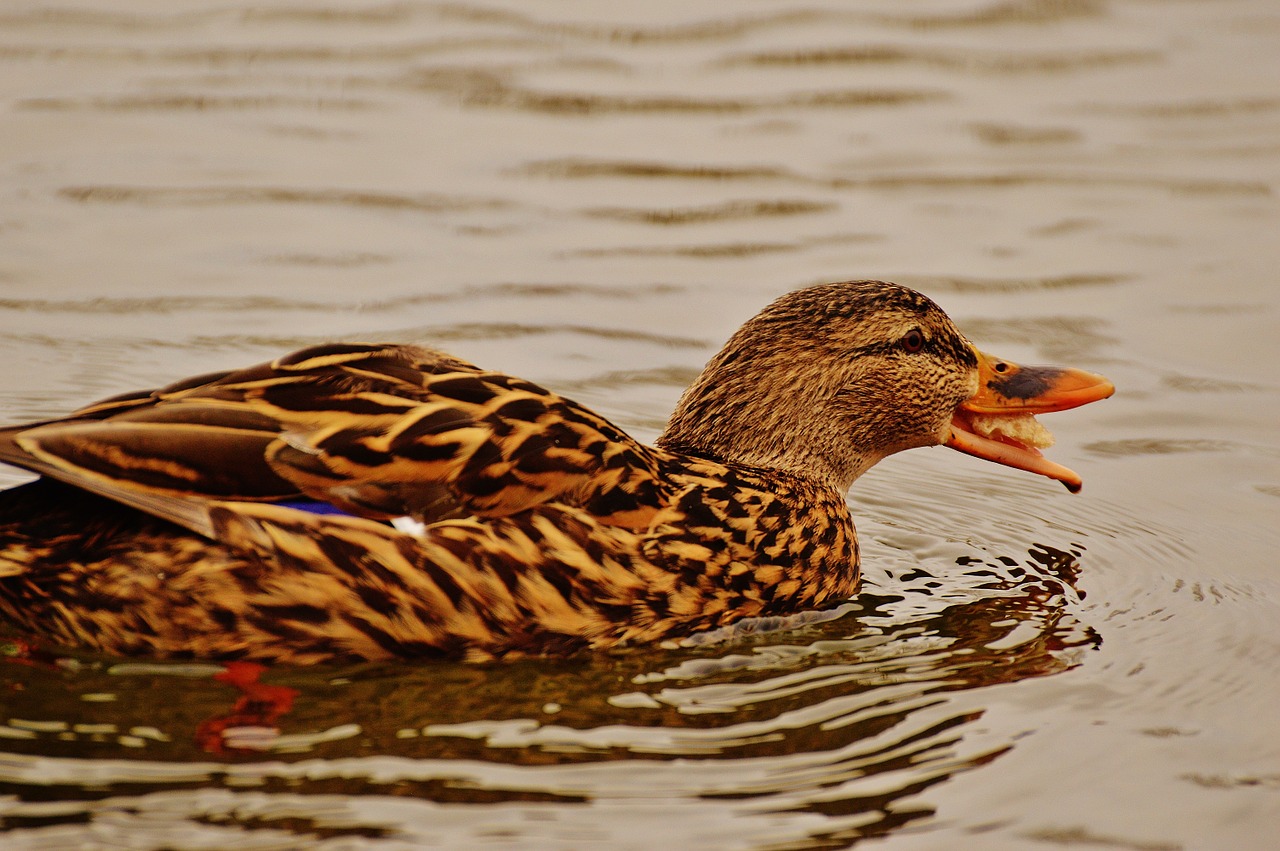 duck water bird eat free photo