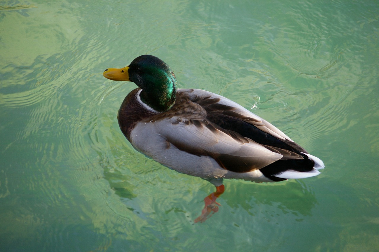 duck water turquoise free photo