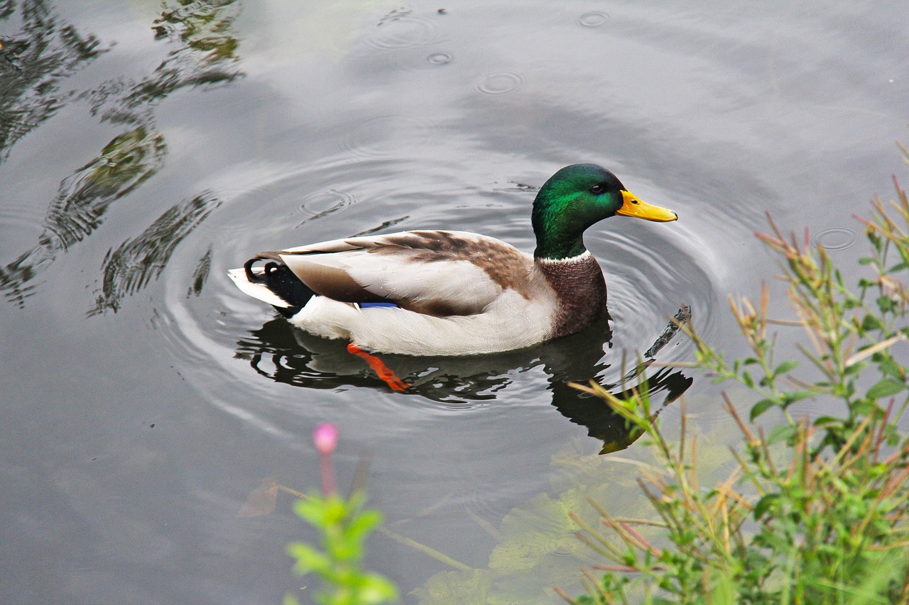 Download free photo of Duck,tourists,visitors,water,copenhagen - from