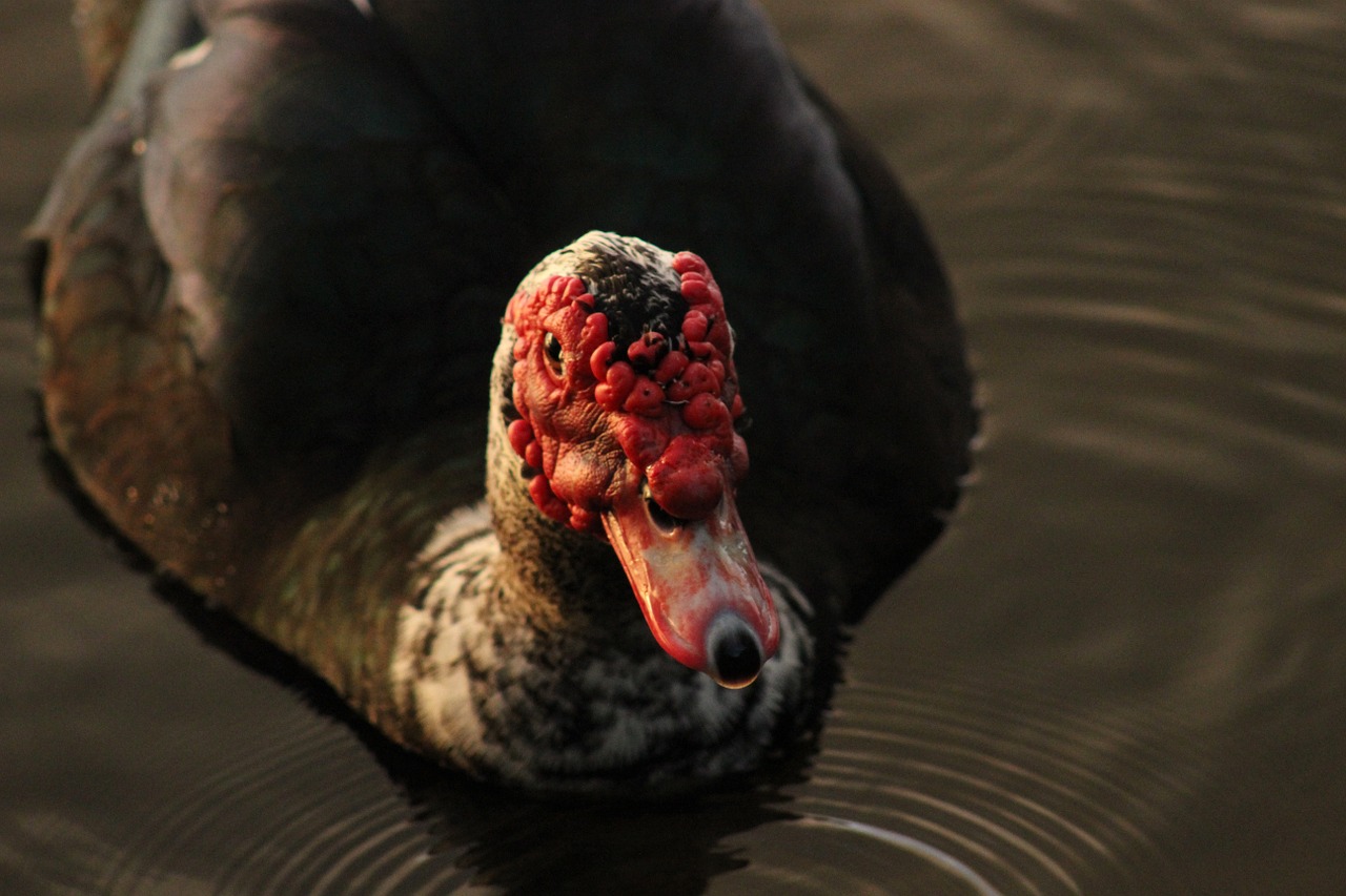 duck pond muskovy free photo