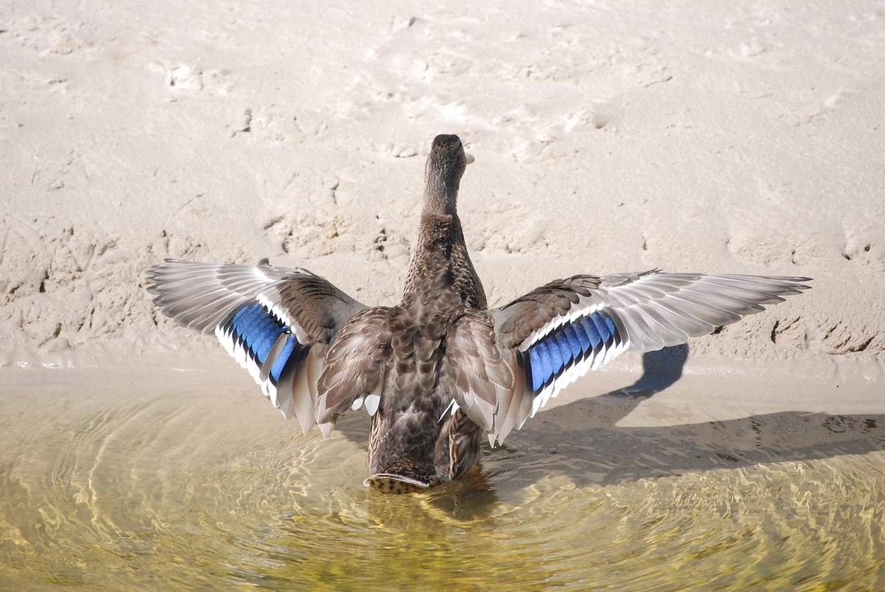 duck the wild duck bird free photo