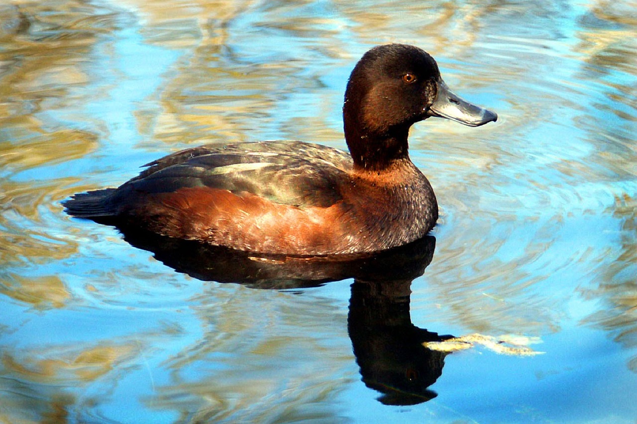 duck swimming scaup free photo