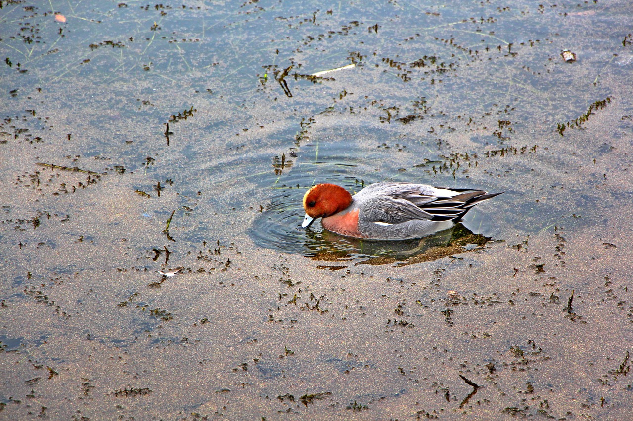 duck birds lake free photo