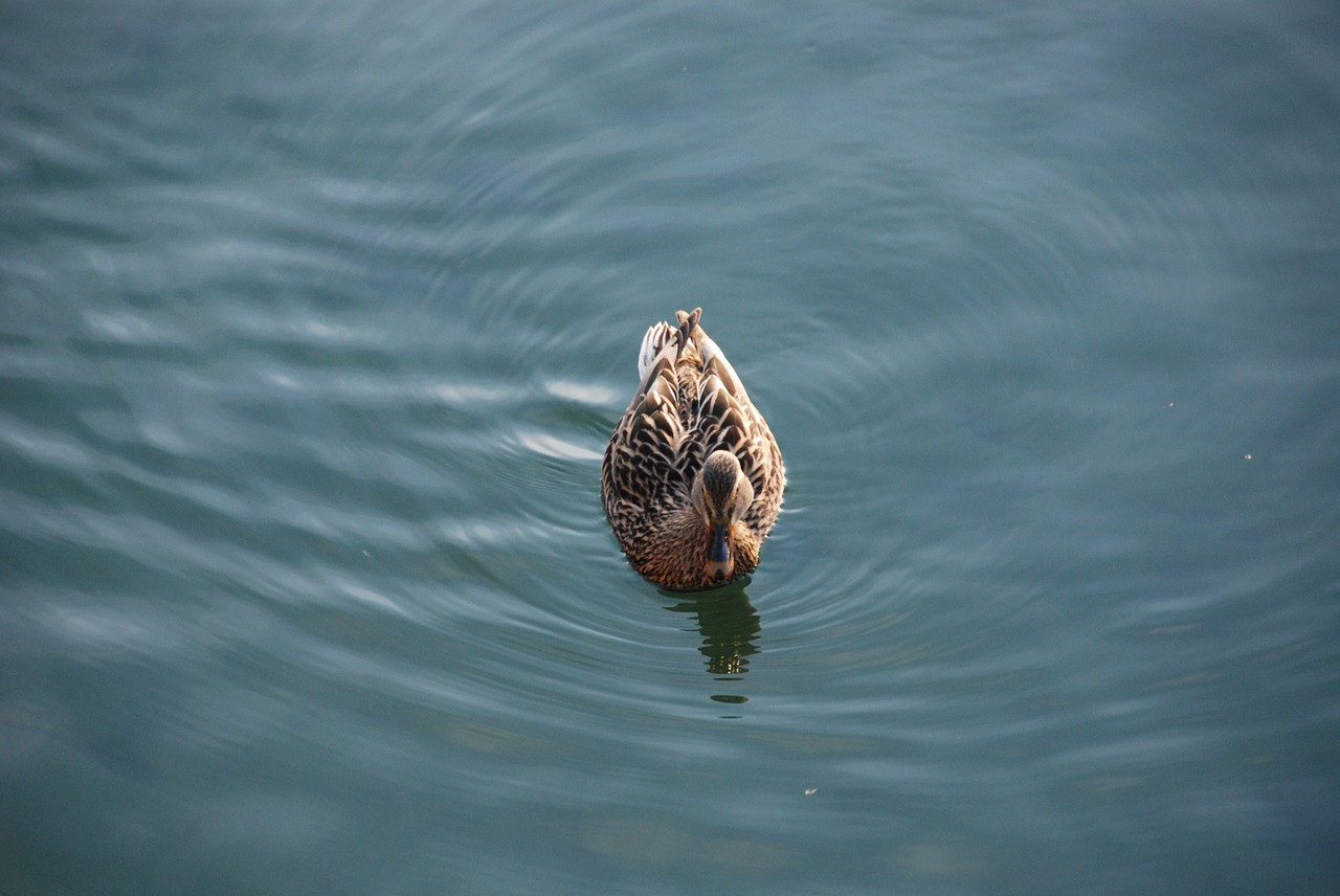 duck water bird free photo