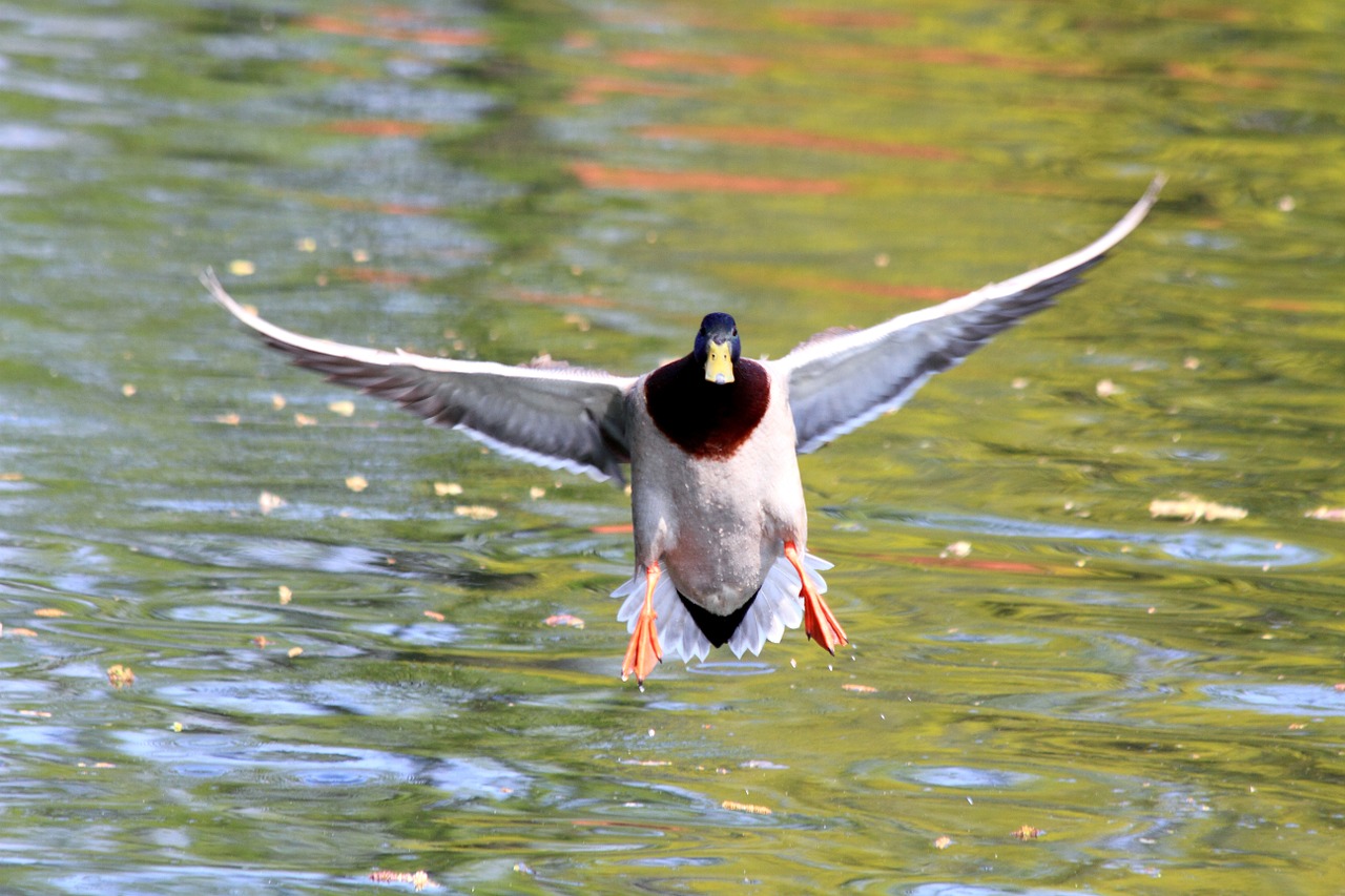 duck bird landing free photo