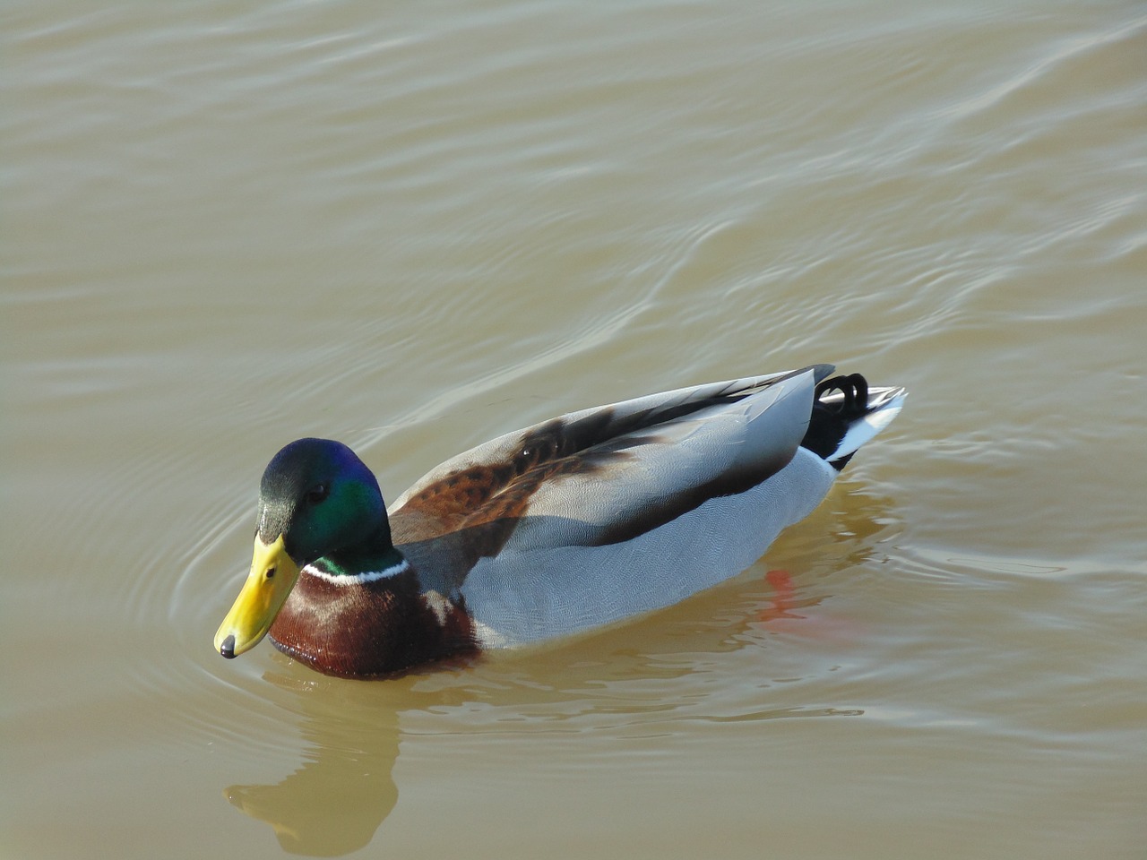 duck drake water free photo