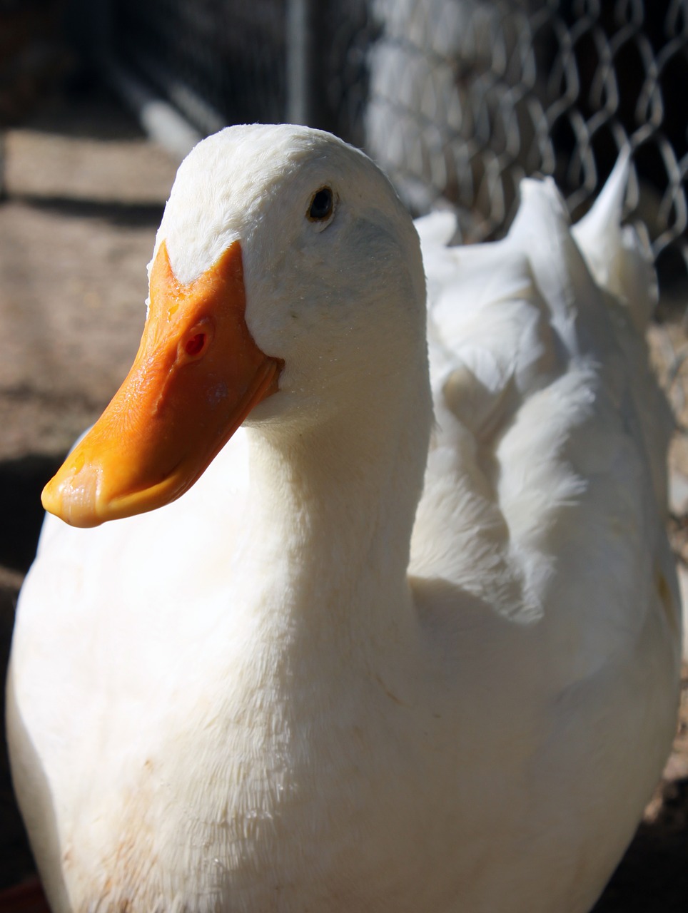 duck pekin white free photo