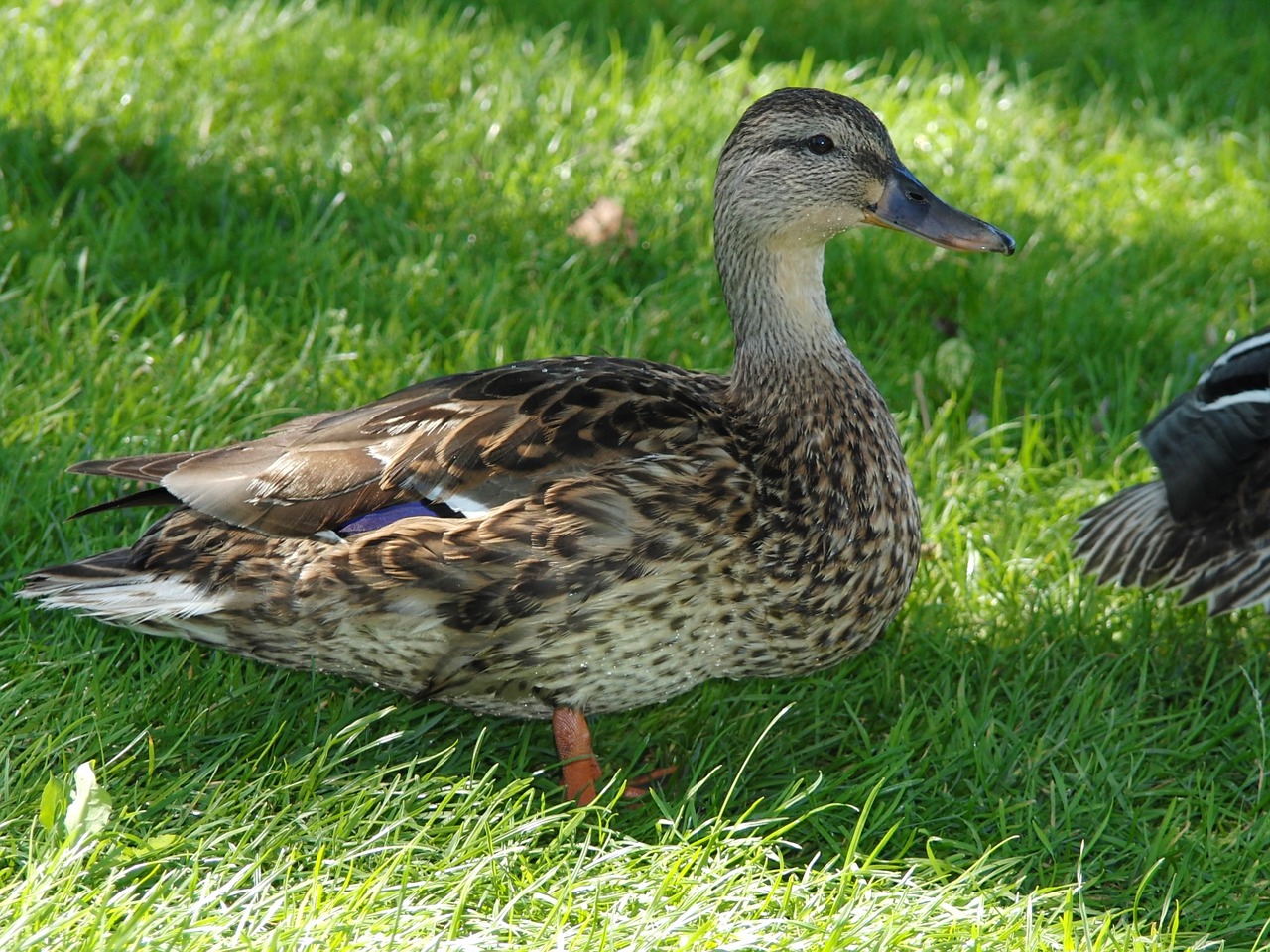 duck meadow bird free photo