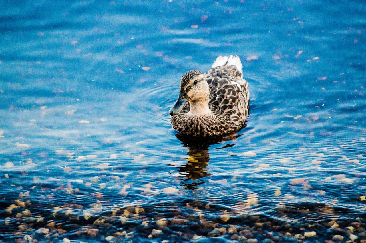 duck animal lake free photo