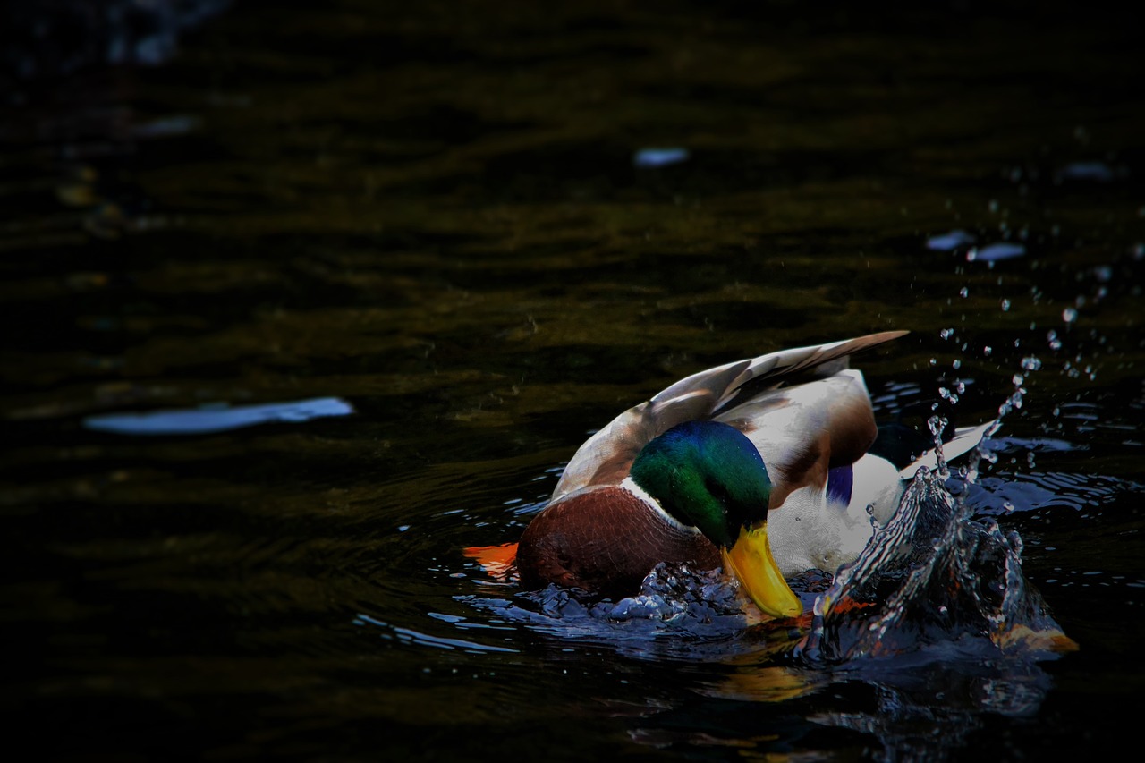 duck male splashing free photo