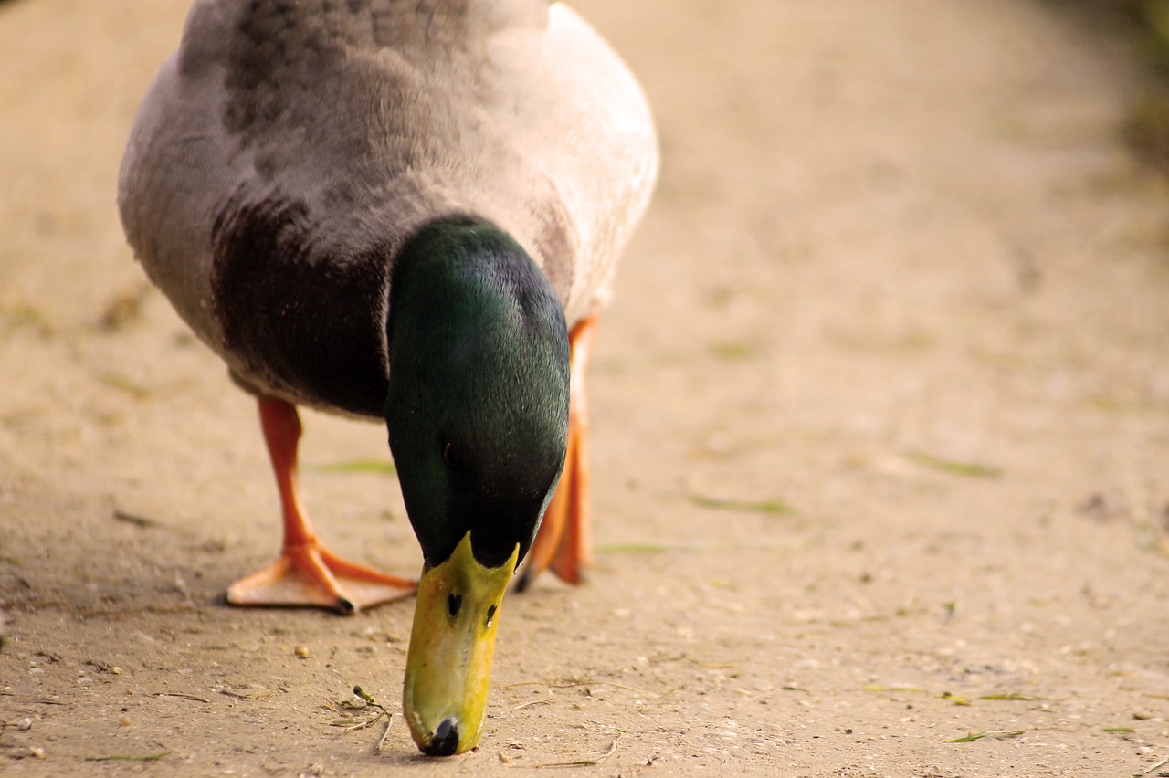 duck bird winged free photo