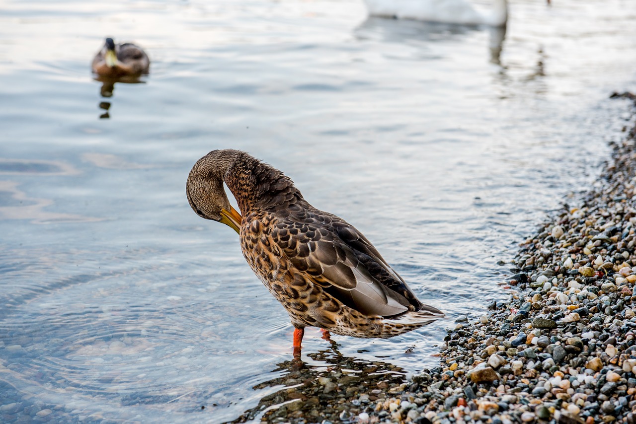 duck nature animal free photo