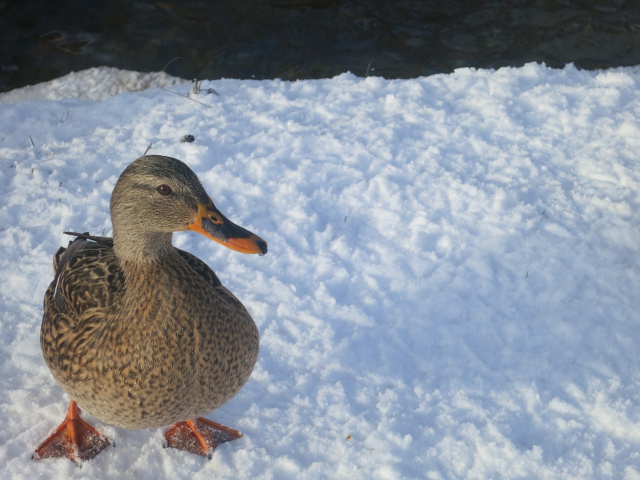 duck snow bird free photo