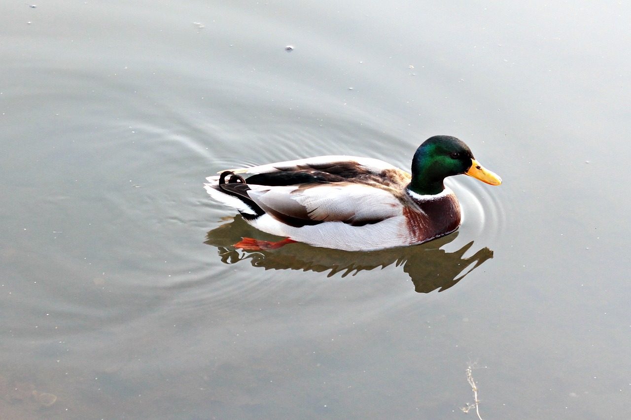 duck nature water free photo