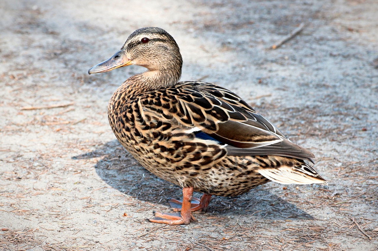 duck mallard water bird free photo