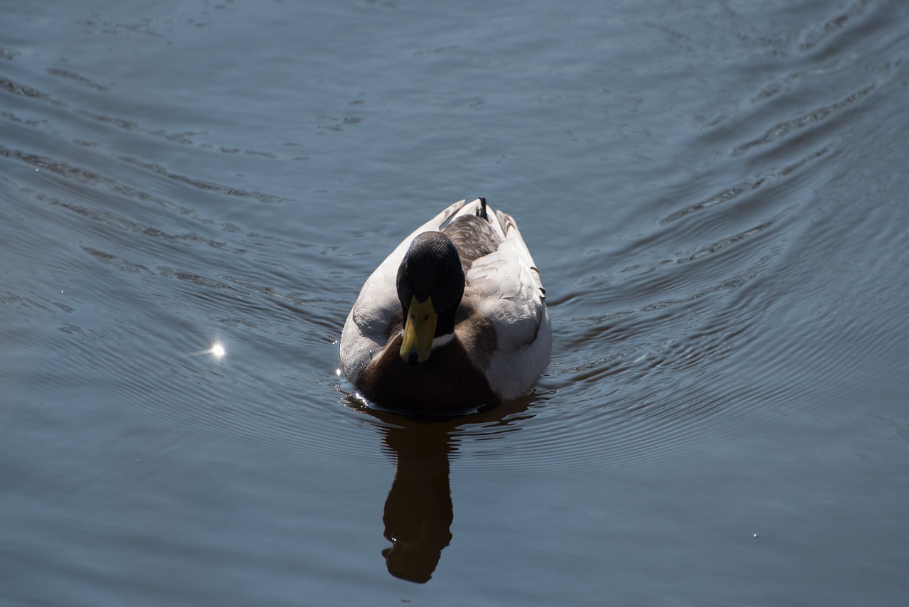 duck water pond free photo