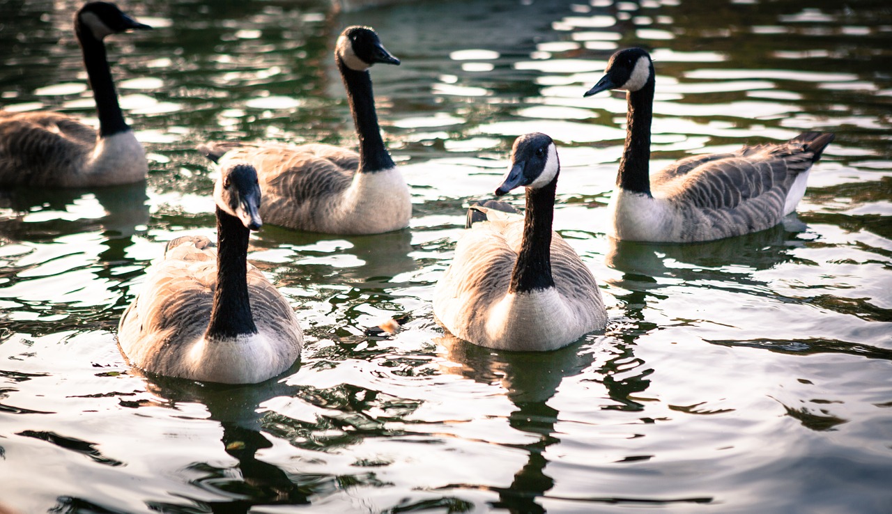 duck lake nature free photo