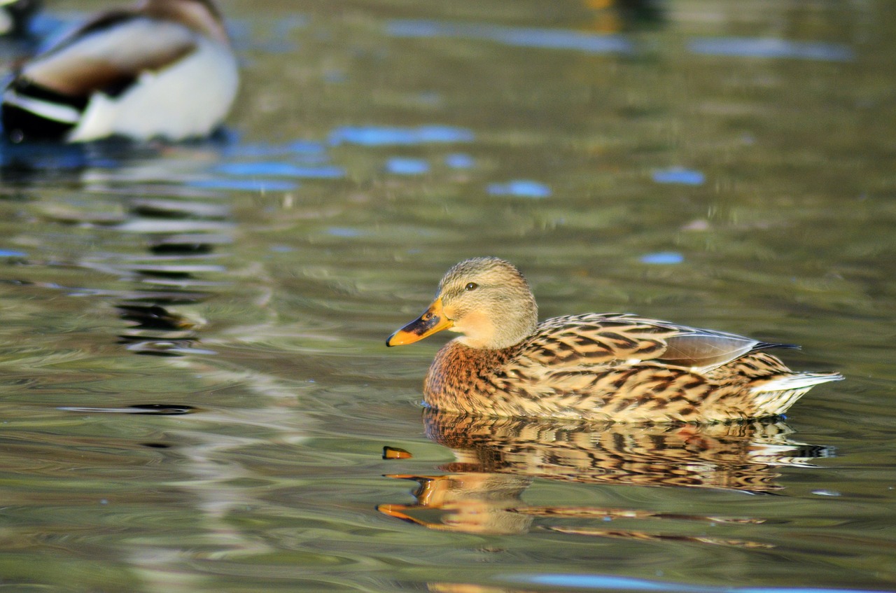 duck green collar pond free photo