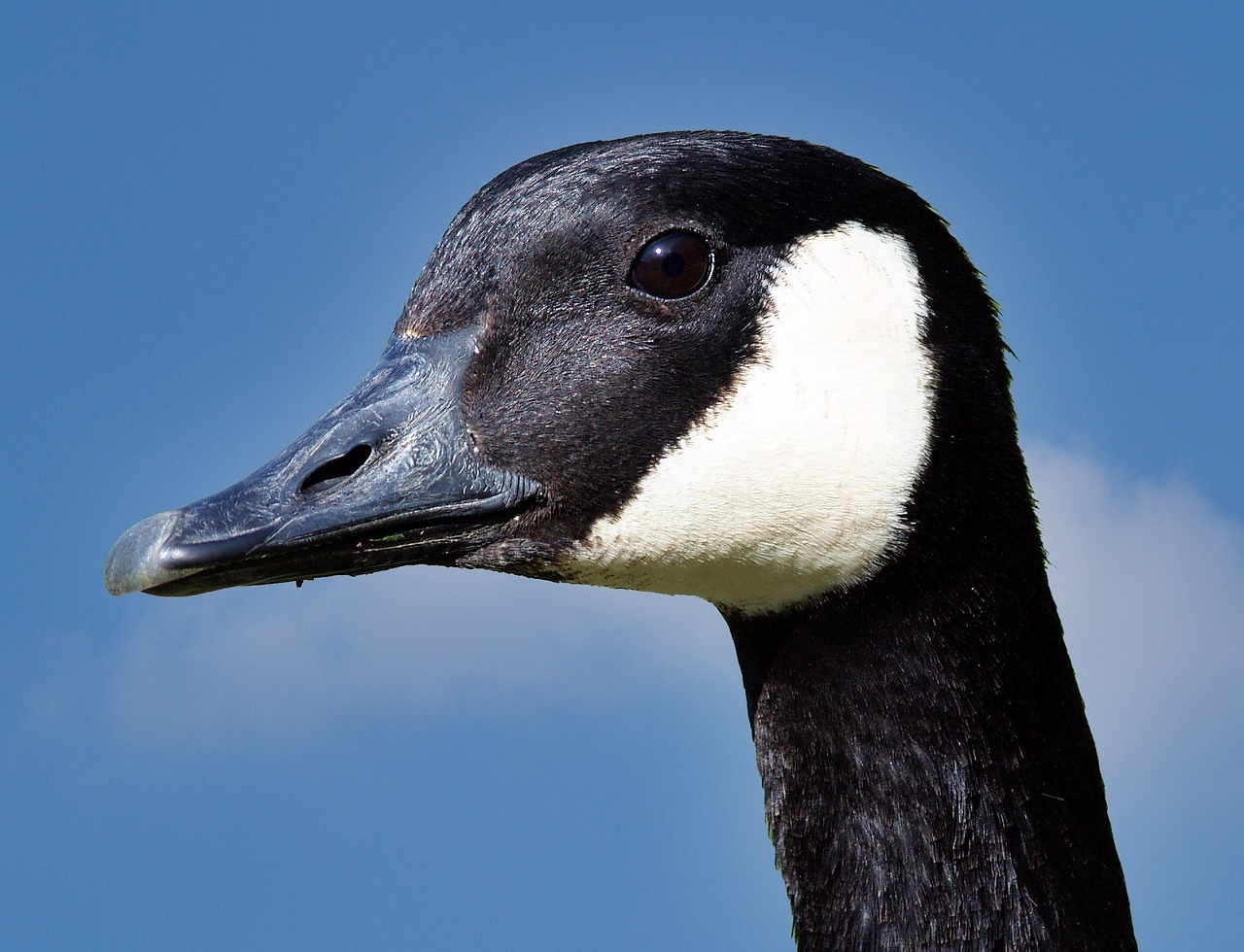 duck bird nature free photo