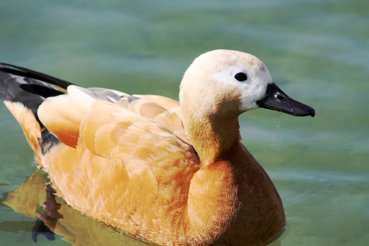 duck pond swimming free photo