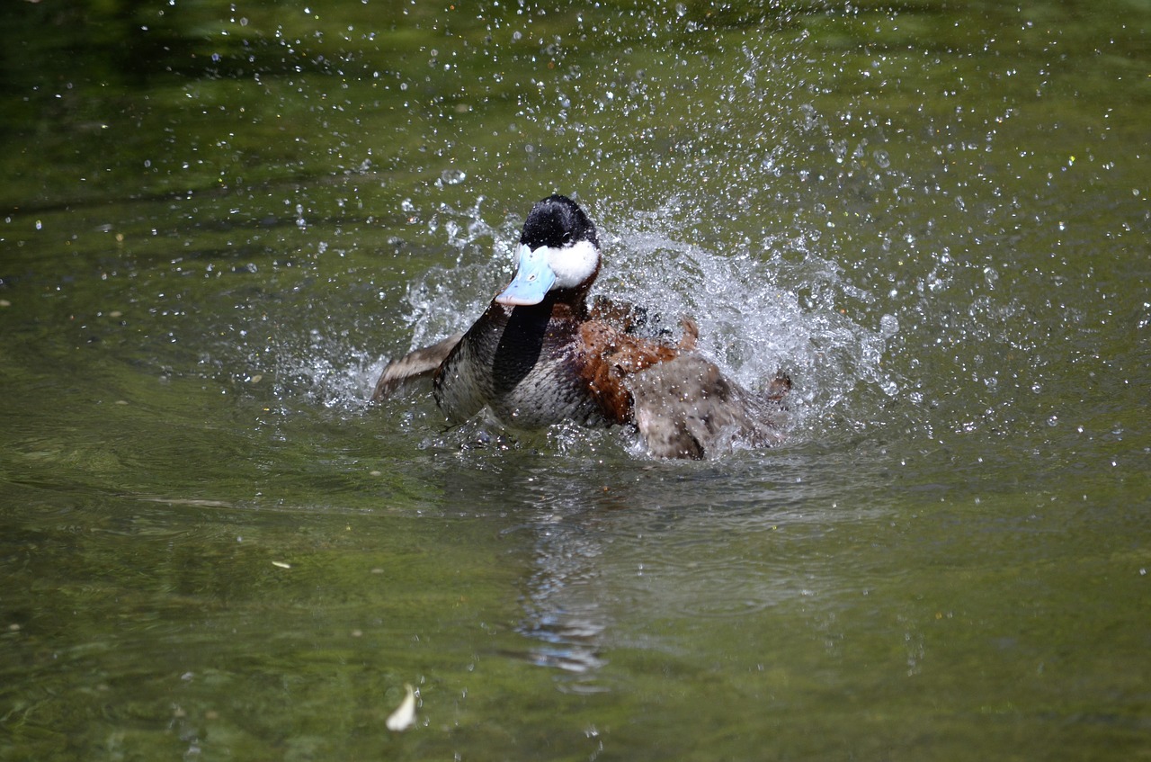 duck water bill free photo