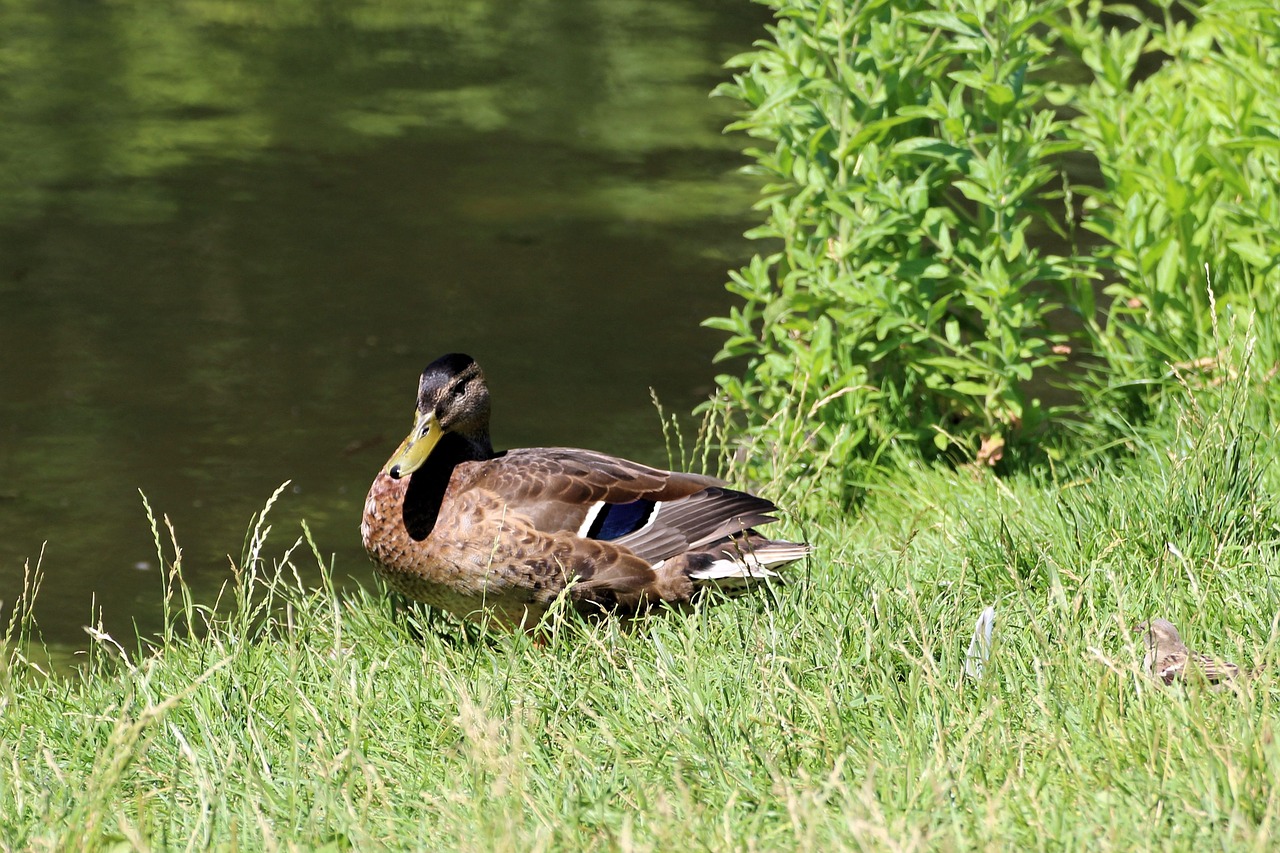 duck mallard nature free photo