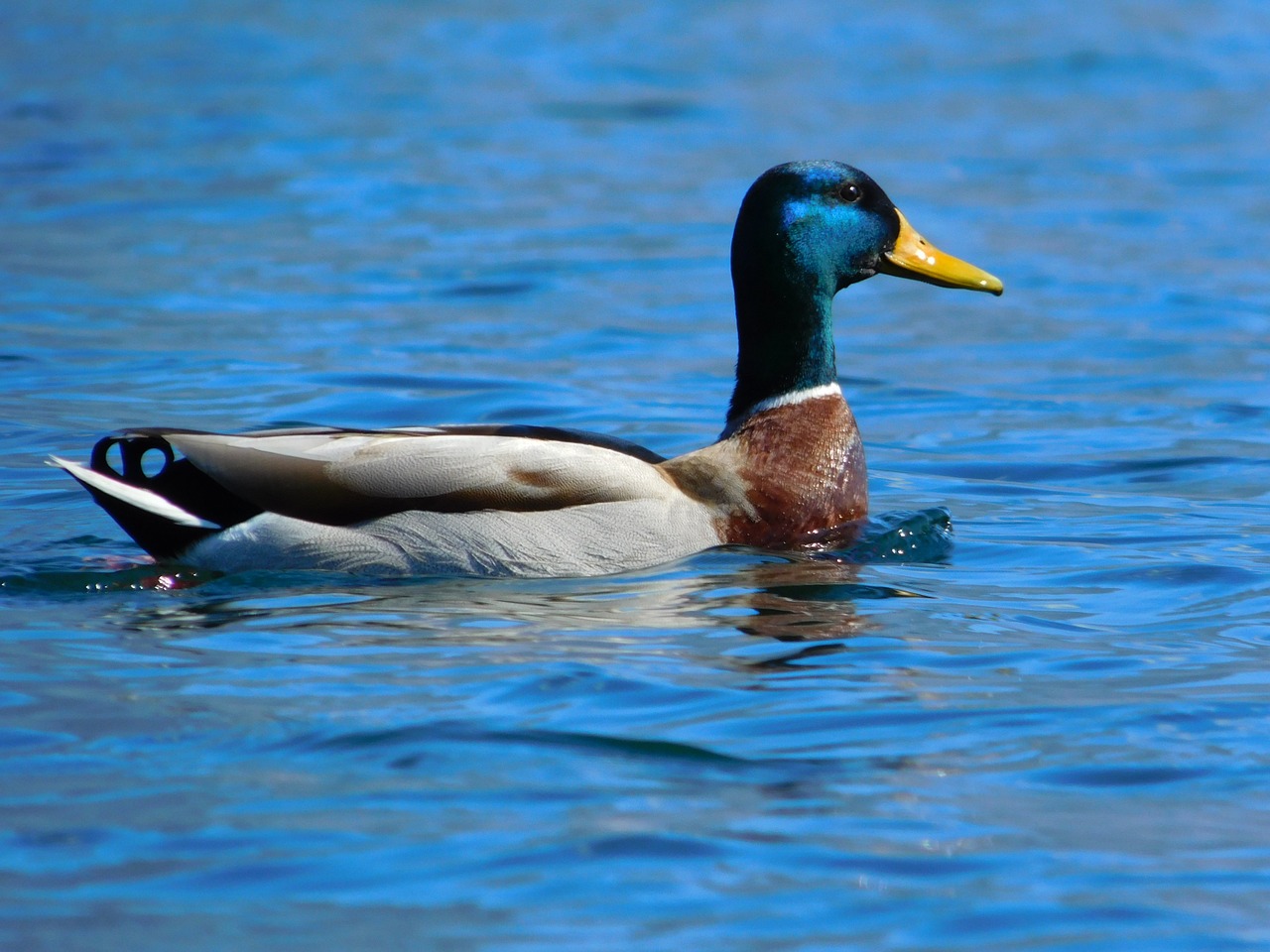 duck mallard water free photo