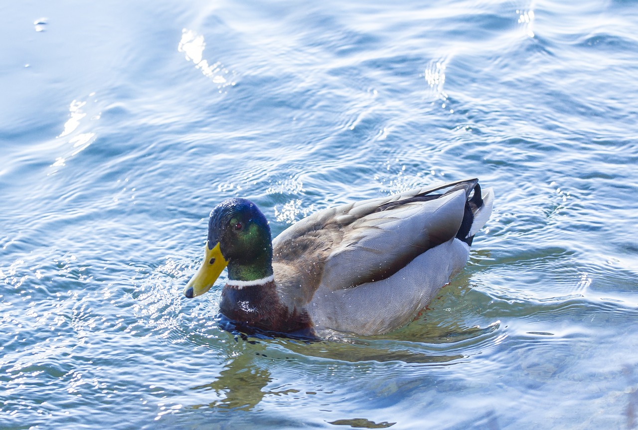 duck water bird nature free photo