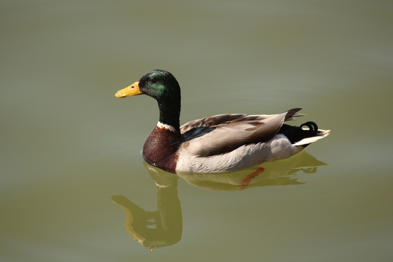 duck float reflection free photo