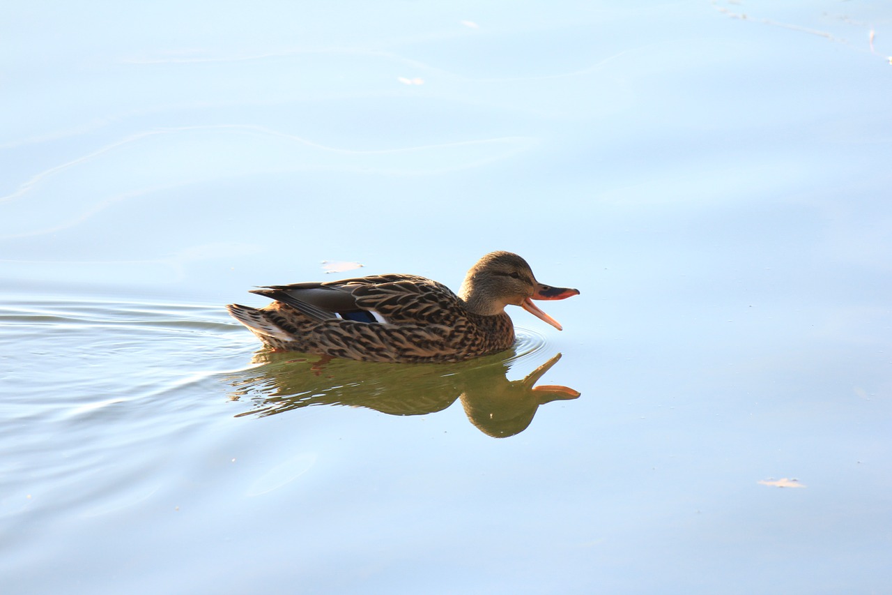 duck water duck nature free photo