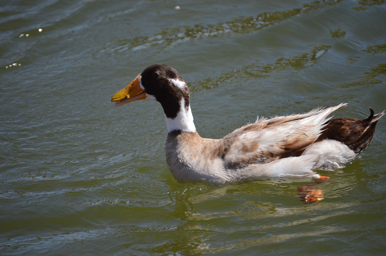 duck water outdoor free photo