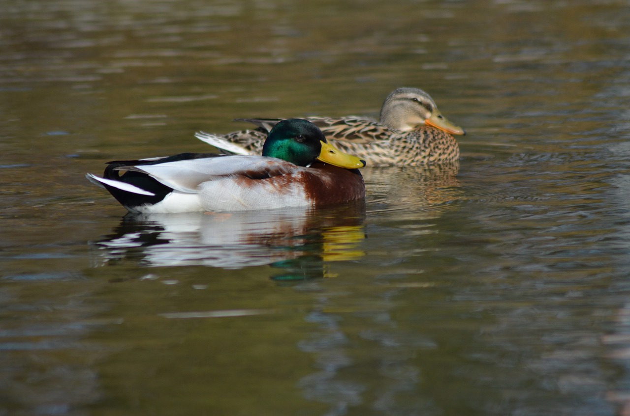 duck nature park free photo