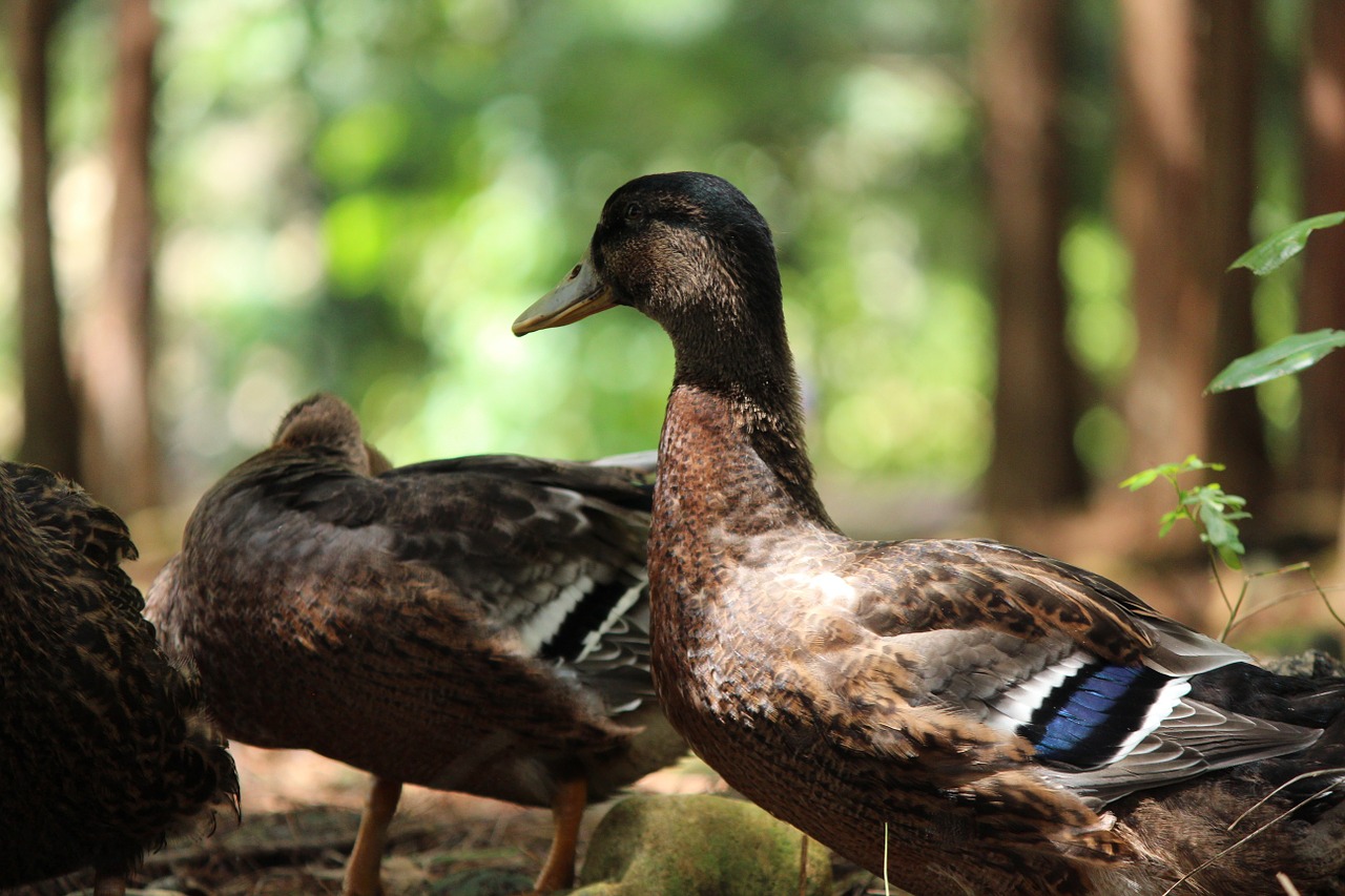 duck birds natural free photo