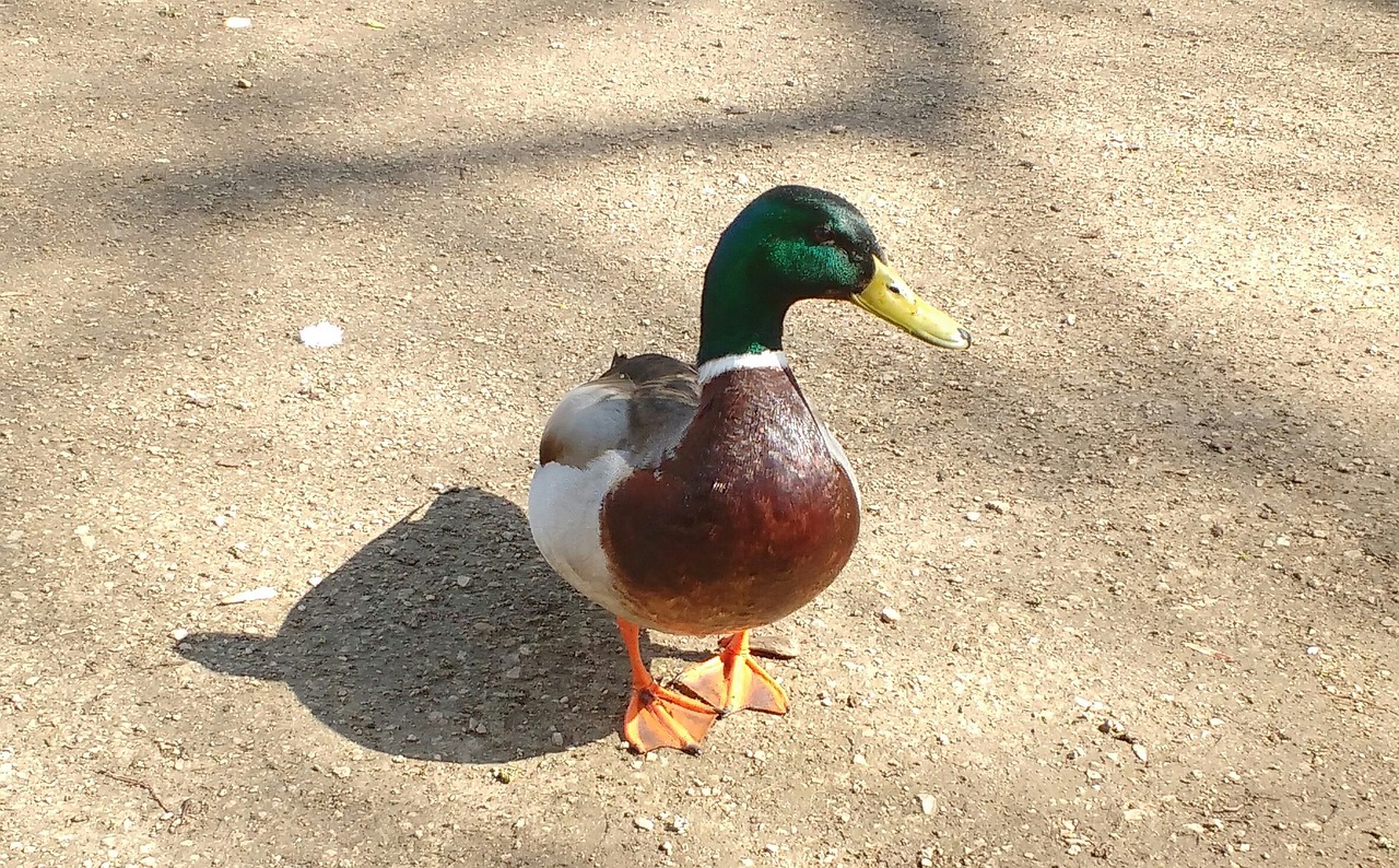 duck mallard shadow free photo