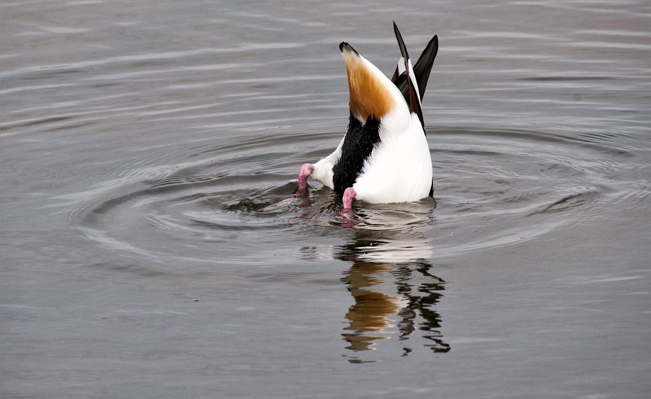 duck diving feathers free photo