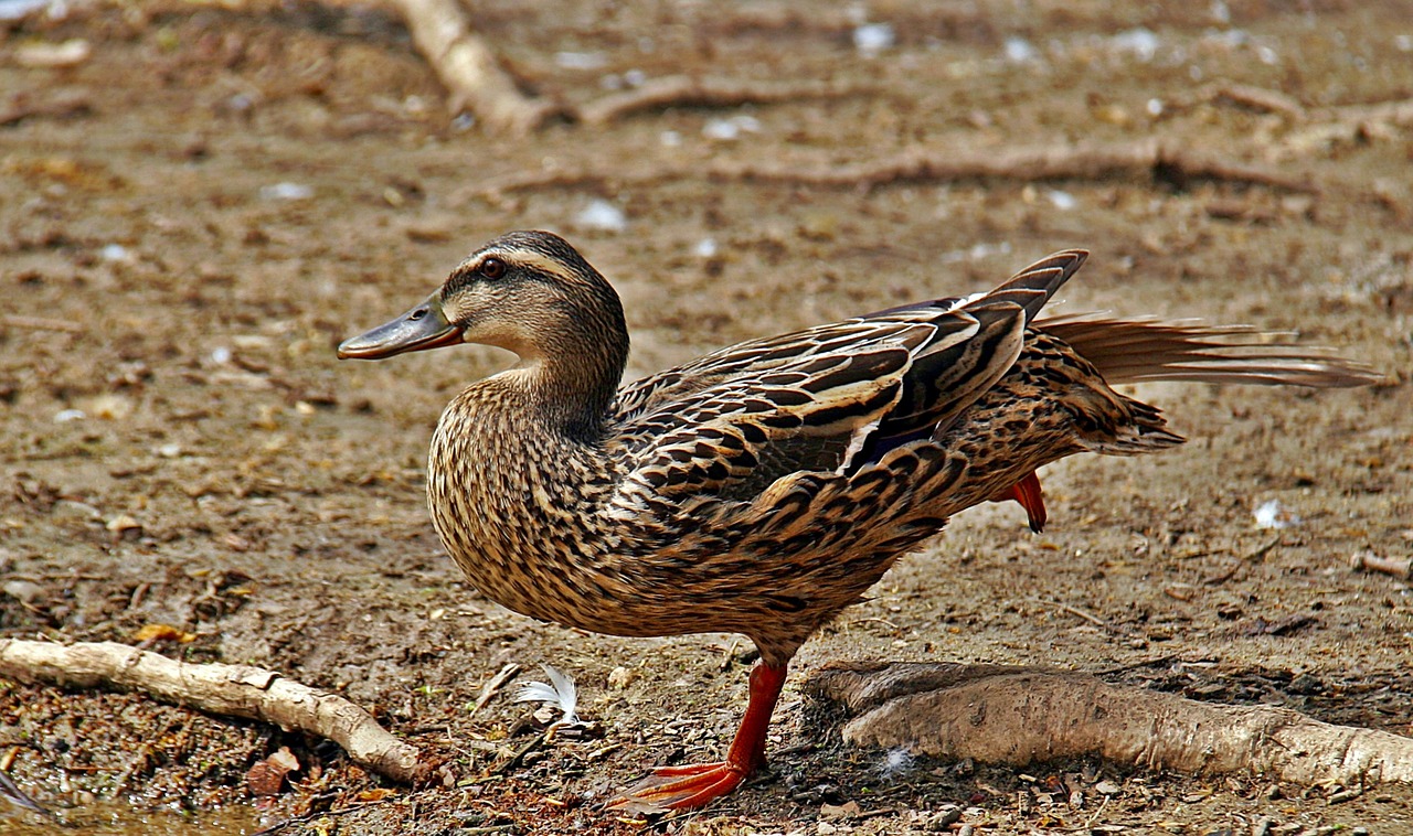 duck birds nature free photo