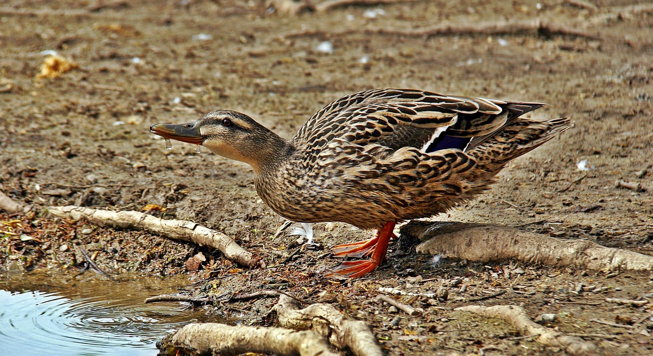 duck birds pond free photo