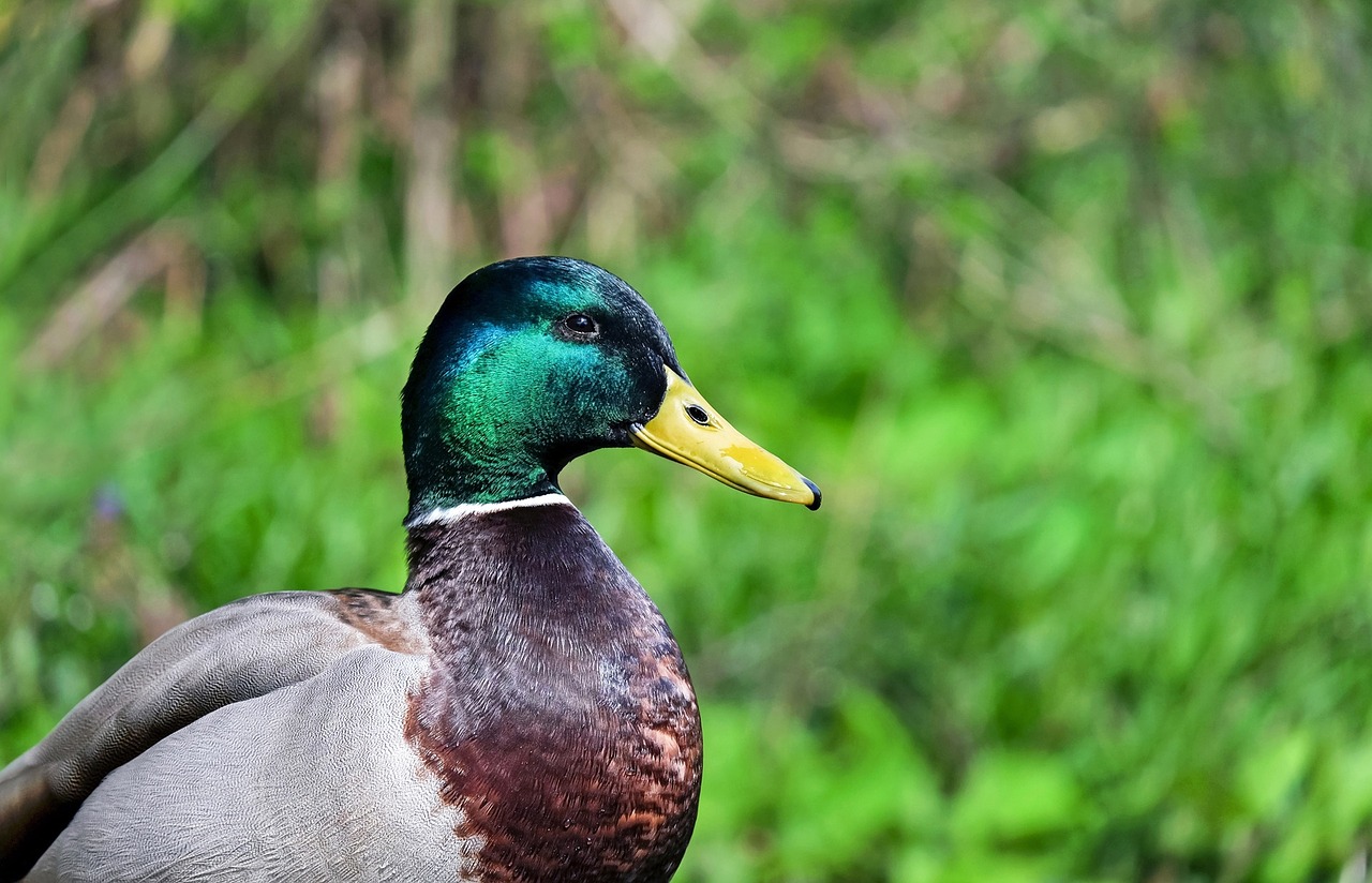 duck bird animal free photo