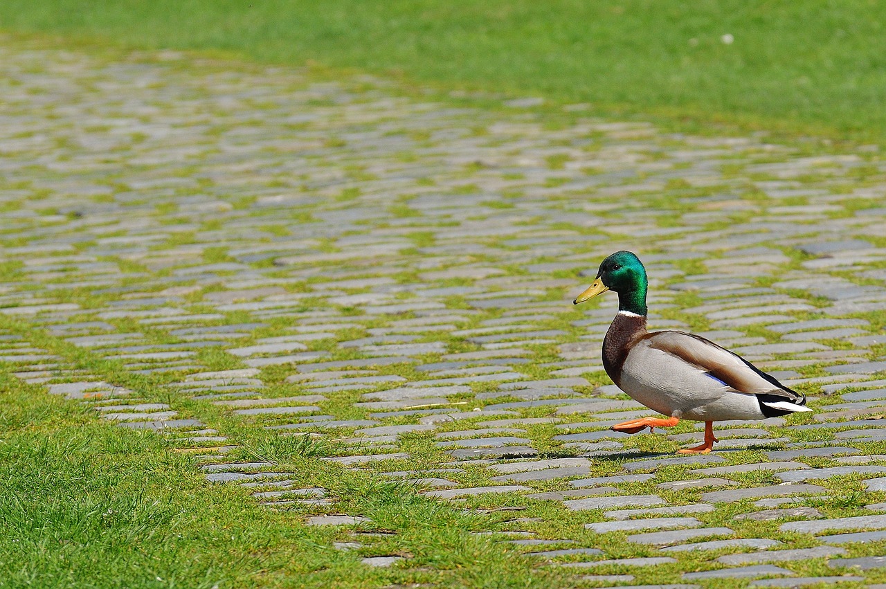 duck walk sidewalk free photo