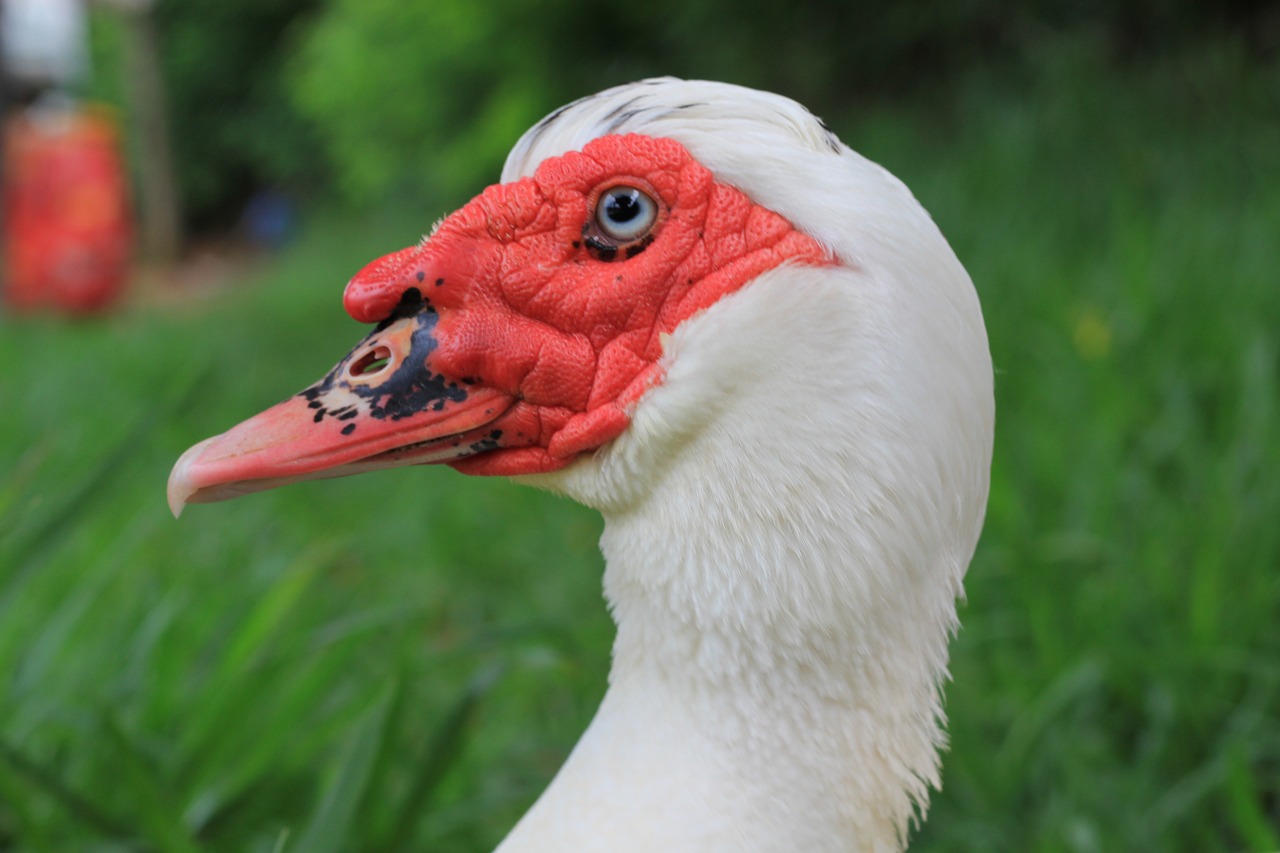 duck animal white duck free photo