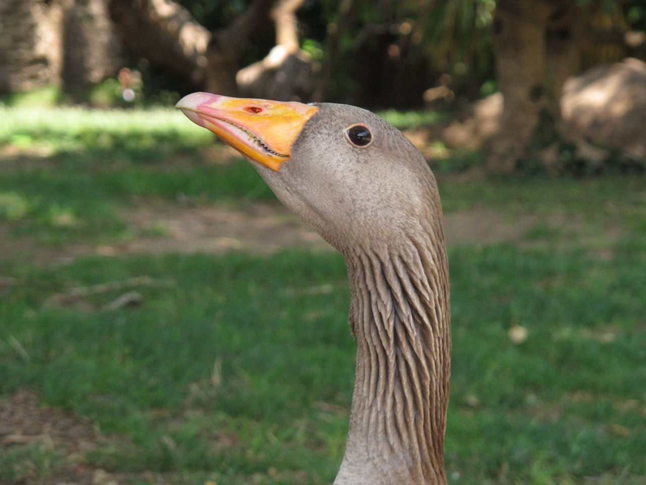 duck waterfowl animal free photo