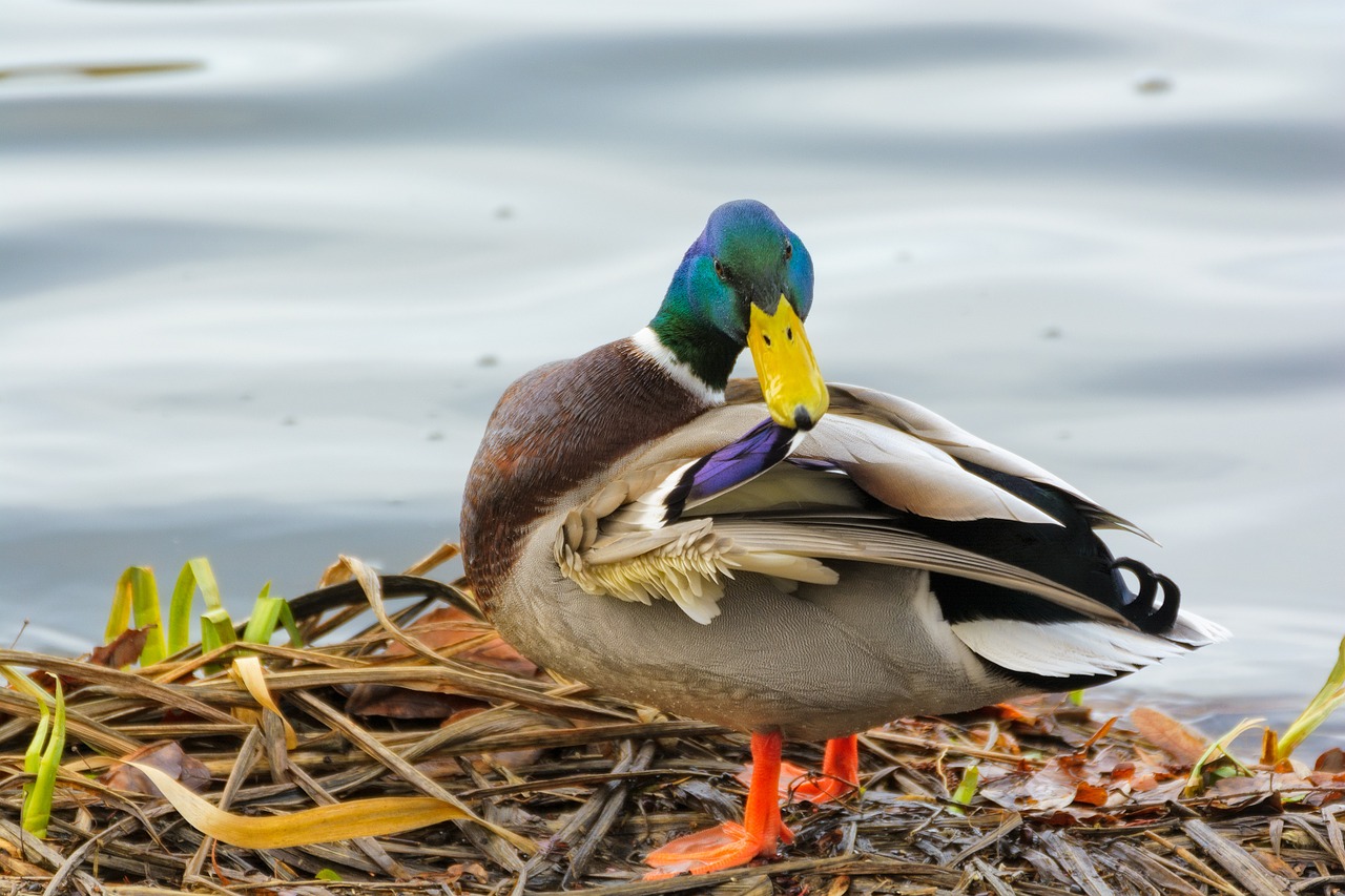 duck drake feather free photo