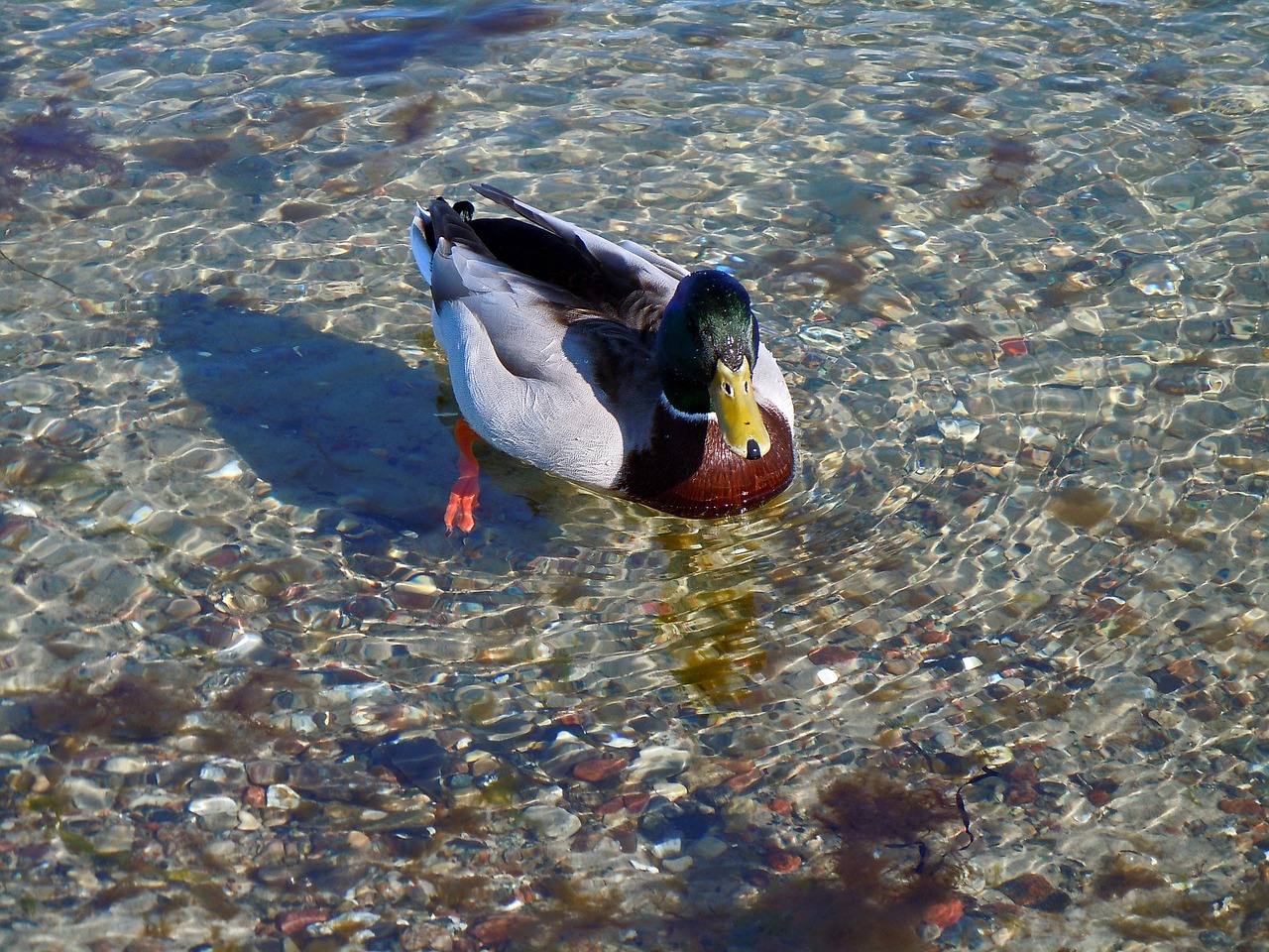 duck drake water bird free photo