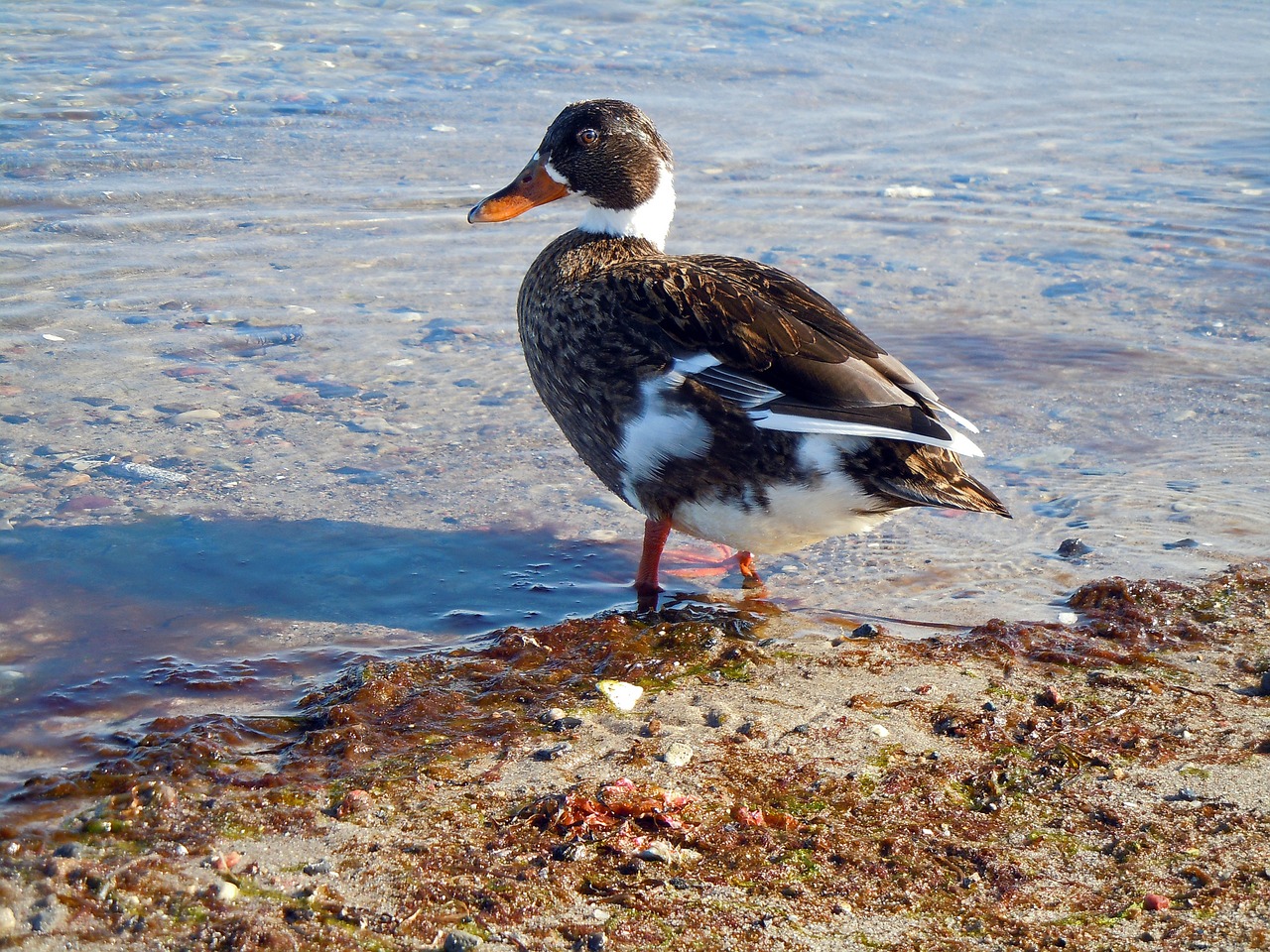 duck beach water free photo