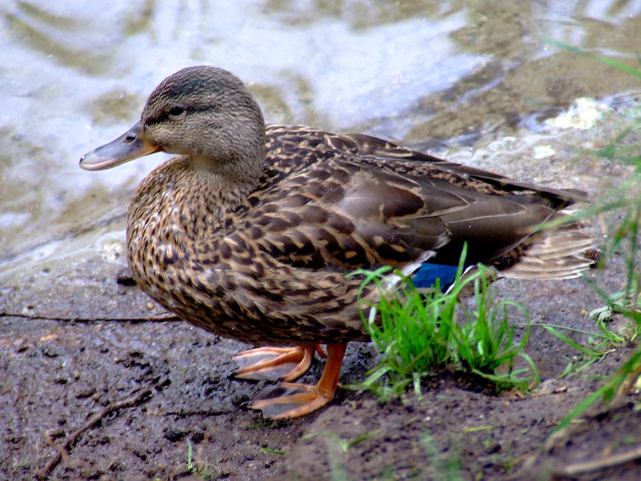 duck female nature free photo