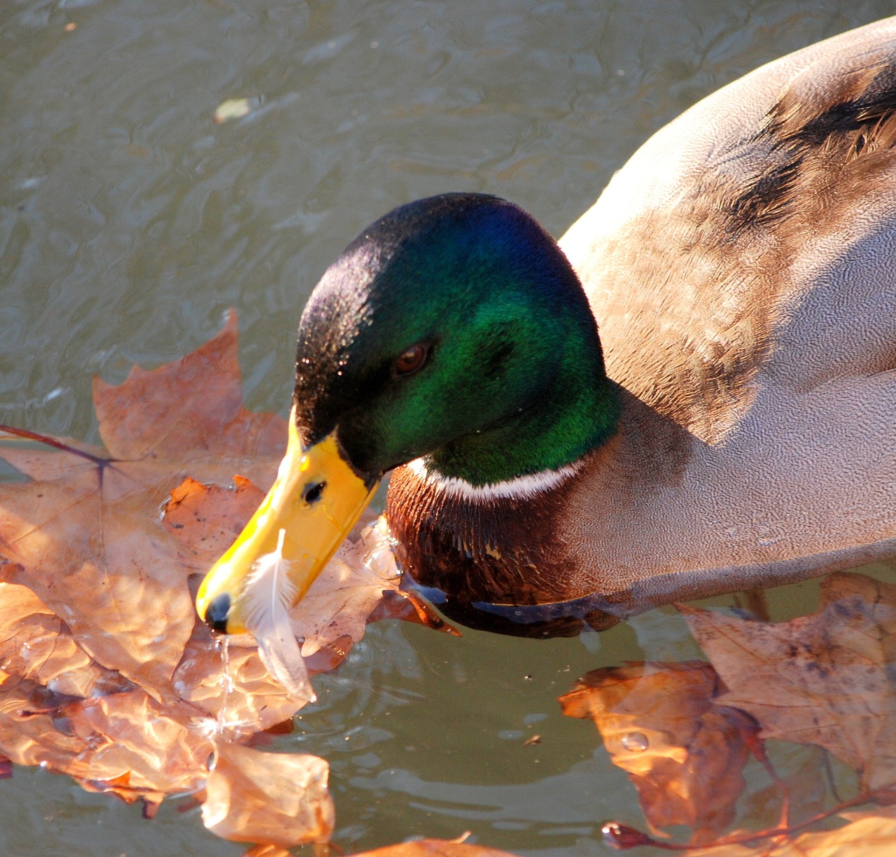 duck water animals free photo