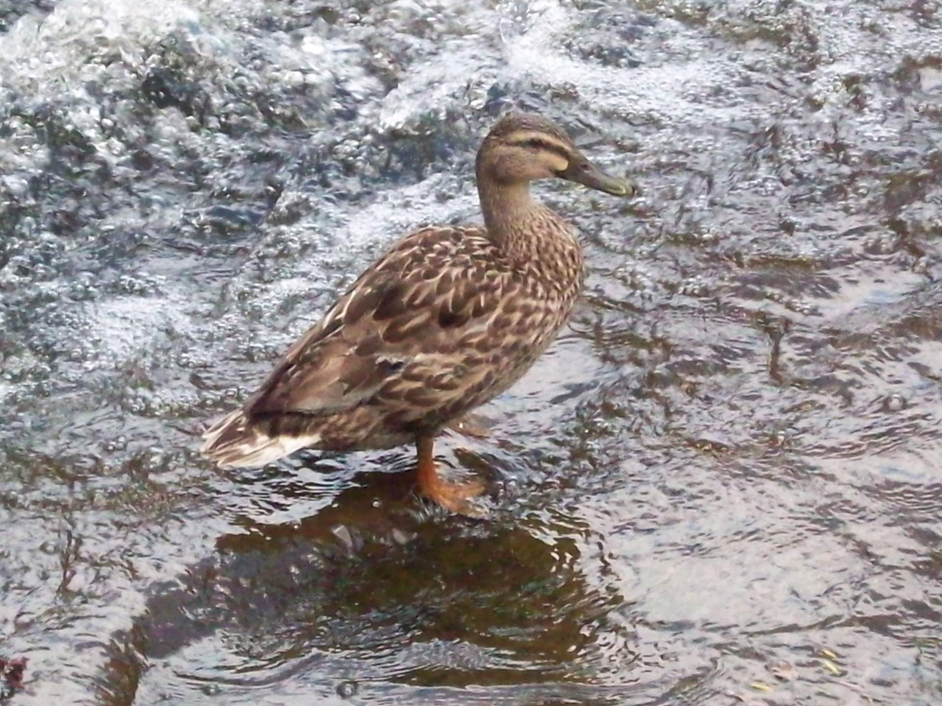 duck water river duck free photo