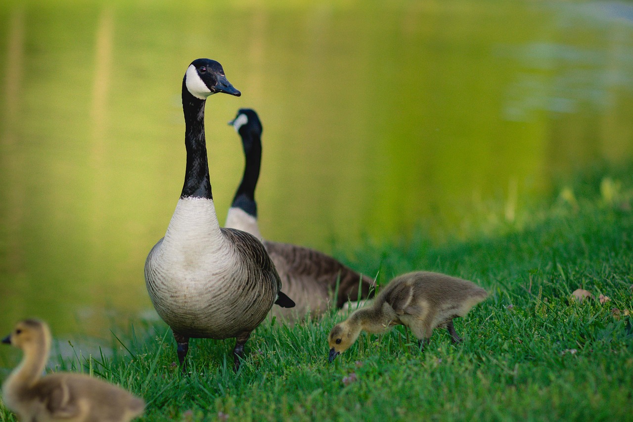 duck lake wildlife free photo